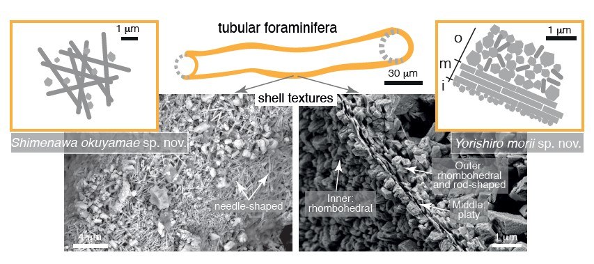Due nuove specie e generi di foraminiferi tubulari scoperti nelle Isole Ryukyu
